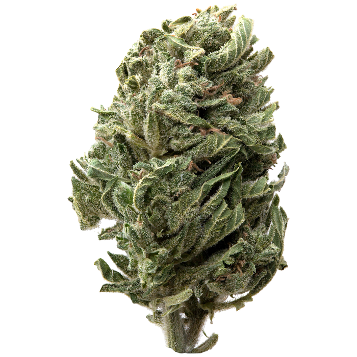 Strawberry Shortcake Greenhouse THCa Flower 