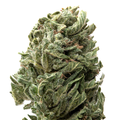 Strawberry Shortcake Greenhouse THCa Flower 