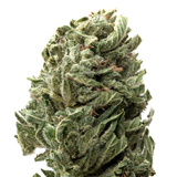 Strawberry Shortcake Greenhouse THCa Flower | 28 Grams