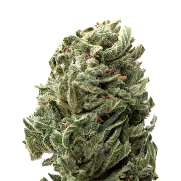 Strawberry Shortcake Greenhouse THCa Flower | 28 Grams 