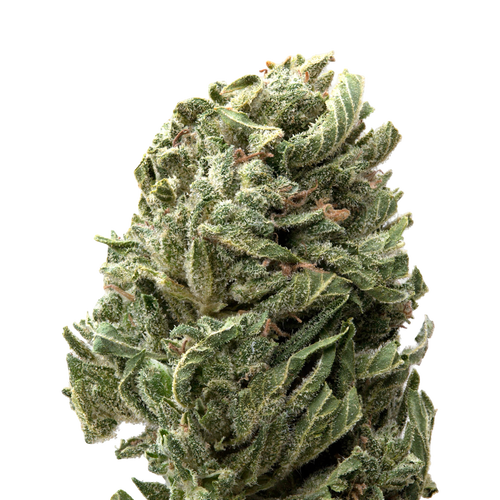 Strawberry Shortcake Greenhouse THCa Flower | 28 Grams