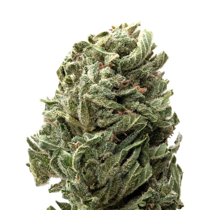 Strawberry Shortcake Greenhouse THCa Flower | 28 Grams 
