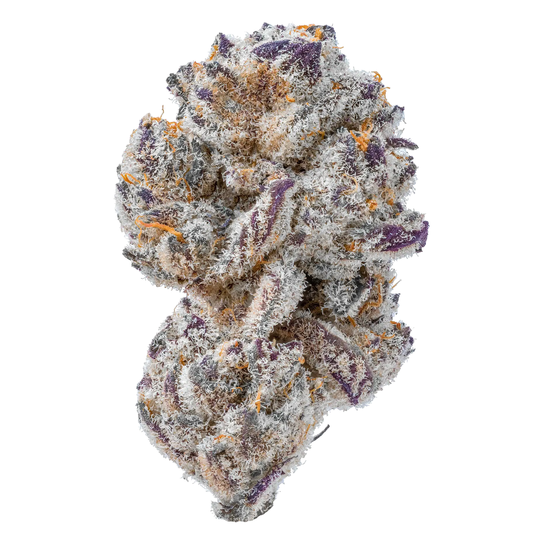 Burnout Cookies THCa Flower supergreenshempco