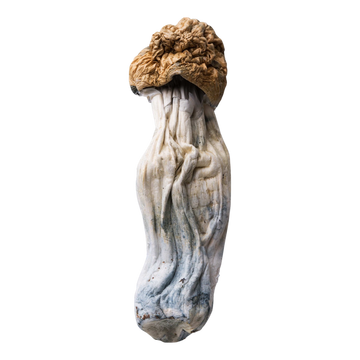 Magic Mushrooms | Penis Envy | 3.5G 