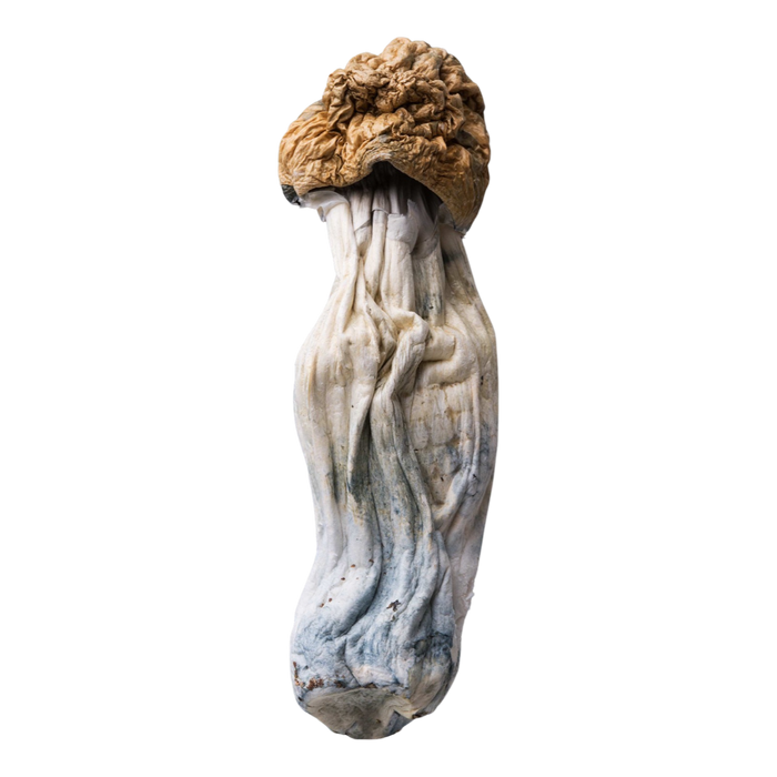 Magic Mushrooms | Penis Envy | 3.5G 