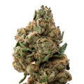 Morning Glory THCa Flower | 28 Grams 