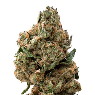 Morning Glory THCa Flower | 28 Grams 