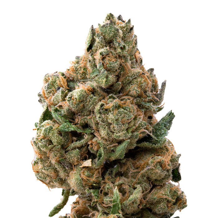 Morning Glory THCa Flower | 28 Grams 