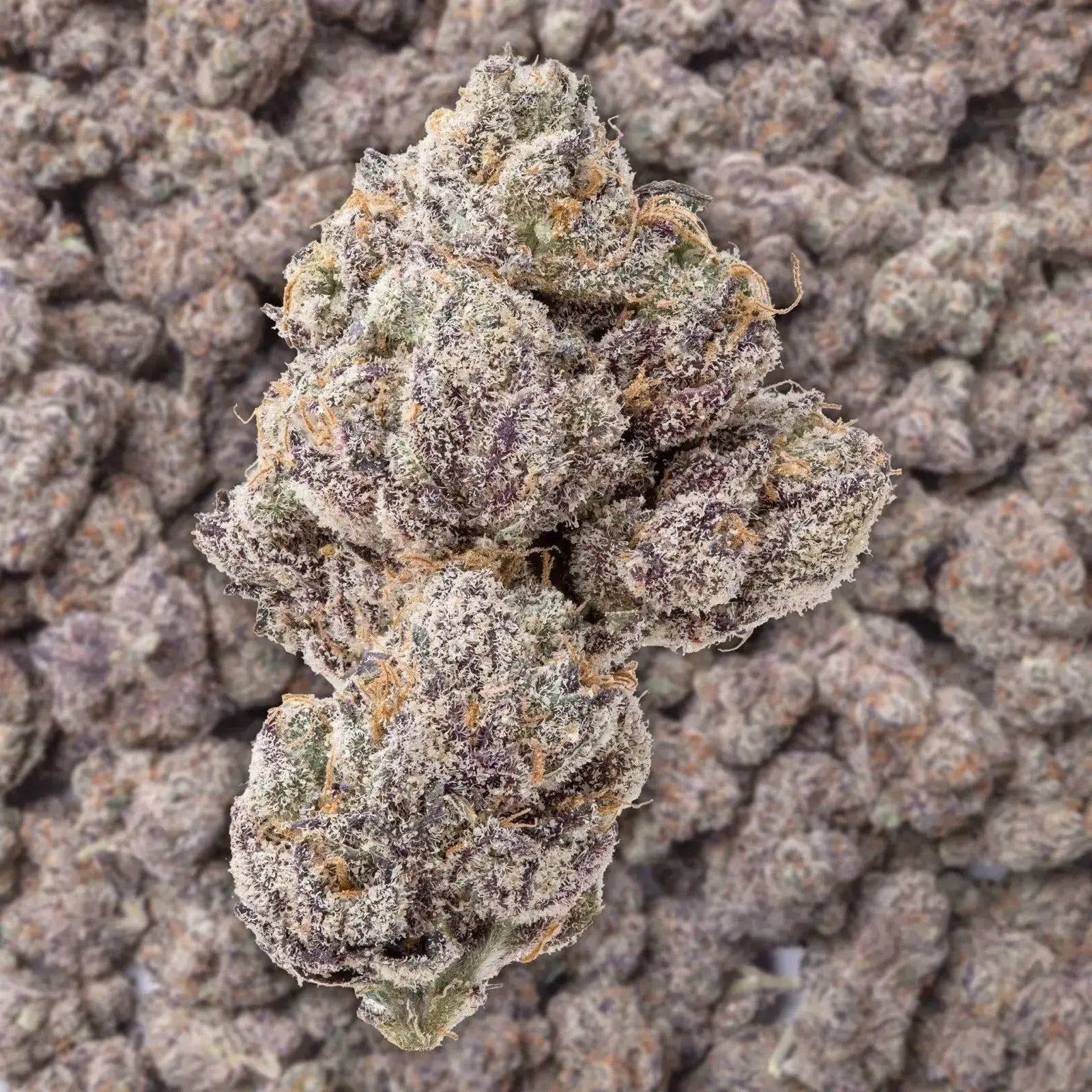 Grape Ape THCa Flower supergreenshempco