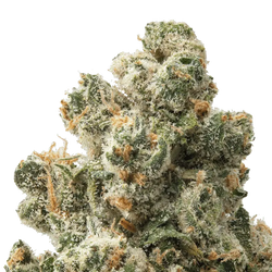 Jack Herer THCa Flower 