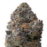 Jelly Cake THCa Flower