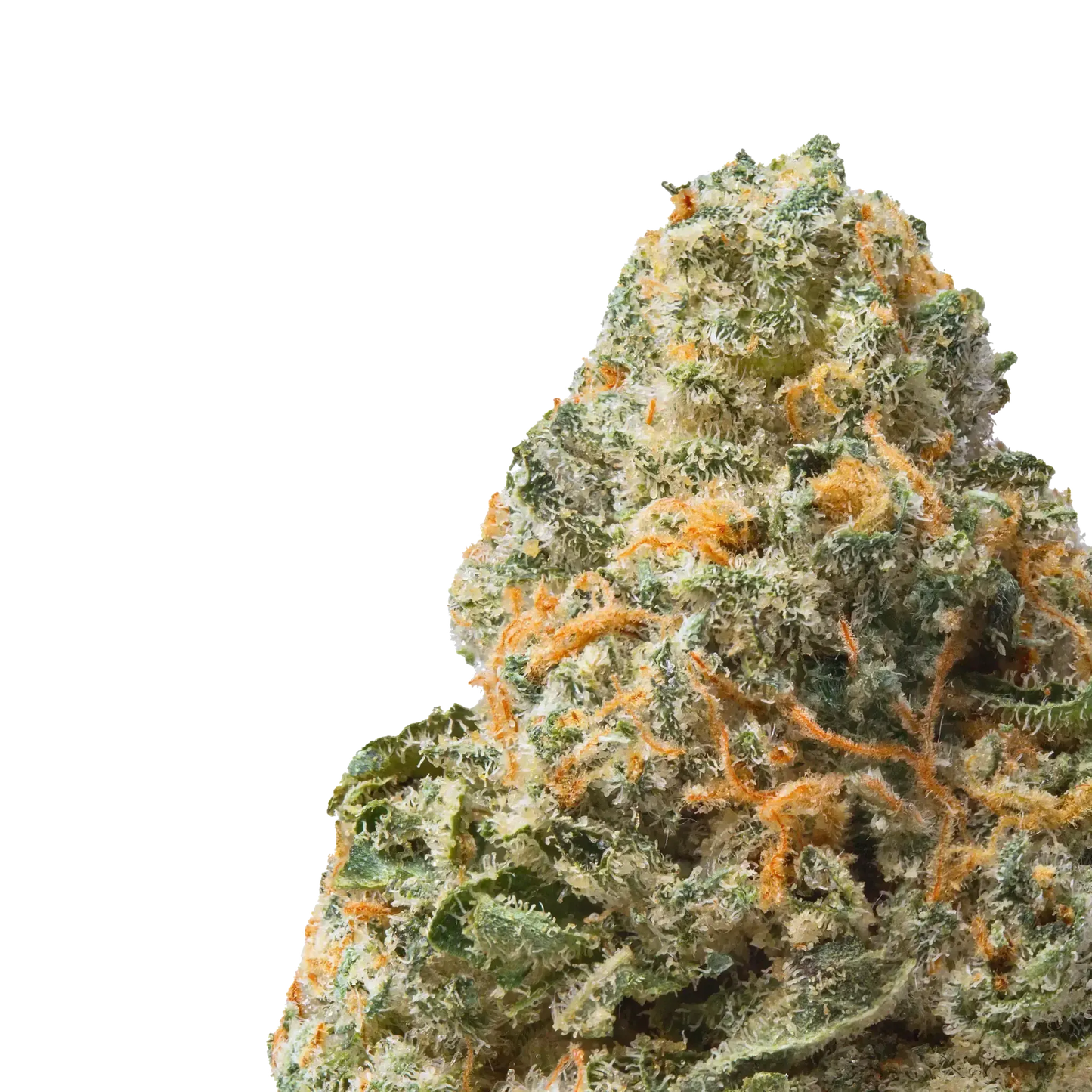 Jet Fuel Runtz close up