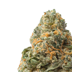 Jet Fuel Runtz close up