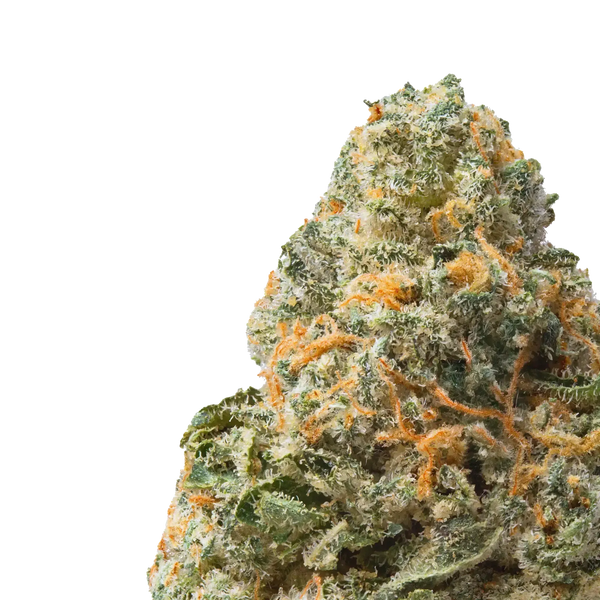 Jet Fuel Runtz close up