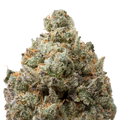 Milk Chocolate Runtz THCa Flower macro
