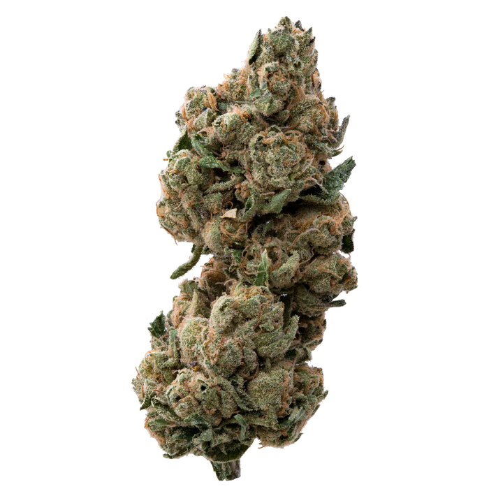Morning Glory THCa Flower 