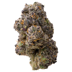 Motor Breath Exotic THCa Flower nug