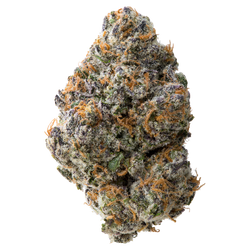 Night Walker nug