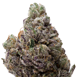 Obama Runtz THCA Flower 