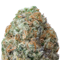 Orange Miracle Alien Cookies THCa Flower macro