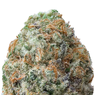 Orange Miracle Alien Cookies THCa Flower macro