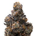 Presidential Runtz THCA Flower 