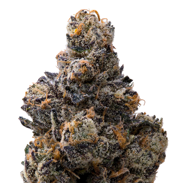 Presidential Runtz THCA Flower macro