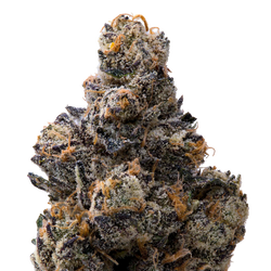 Presidential Runtz THCA Flower macro