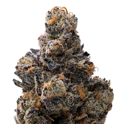 Presidential Runtz THCA Flower macro