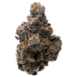 Presidential Runtz THCA Flower nug