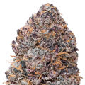 Purple Certz THCa Flower macro