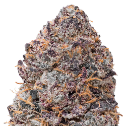 Purple Certz THCa Flower macro