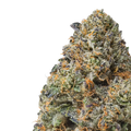 Purple Passion close up
