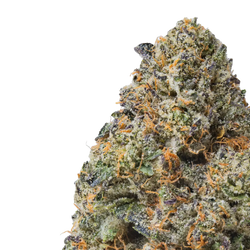 Purple Passion close up