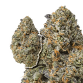 Purple Passion THCa Flower 