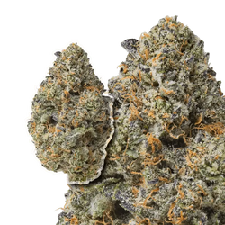 Purple Passion THCa Flower 