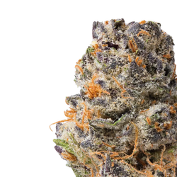 Queen Sherb close up