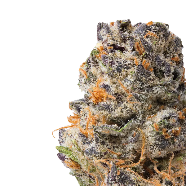 Queen Sherb close up