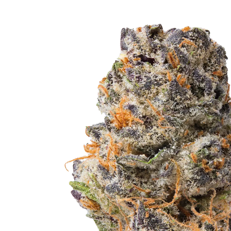 Queen Sherb close up