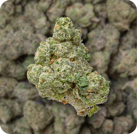 THCA Flower Best in USA