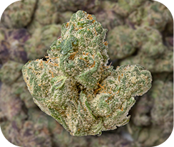 THCA Flower Supergreens