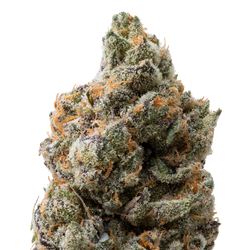 Red Rock THCa Flower macro