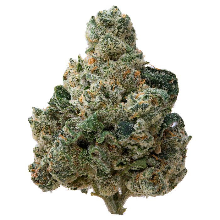 Sticky Tits THCA Flower nug