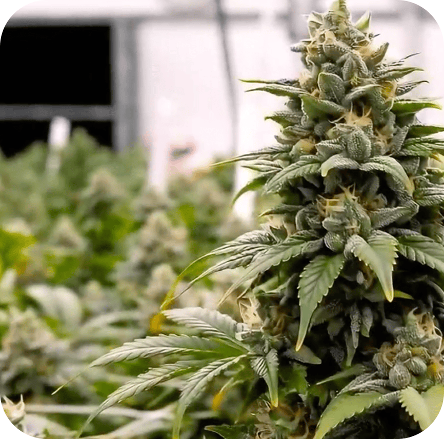 No Pesticides Or Chemicals img