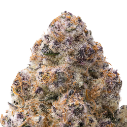 Silver Spoon THCa Flower macro