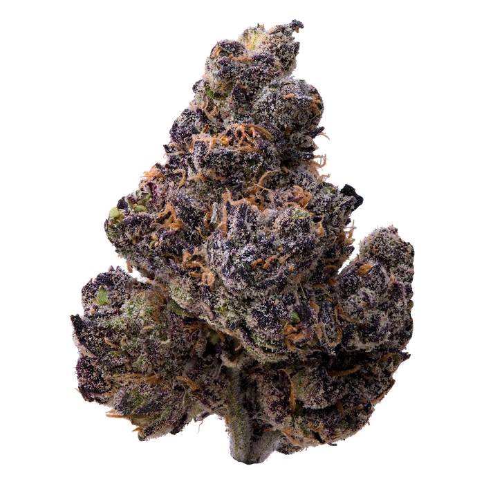 Ultraviolet THCA Flower nug