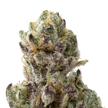 Venom OG Premium Indoor THCa Flower Ounce 