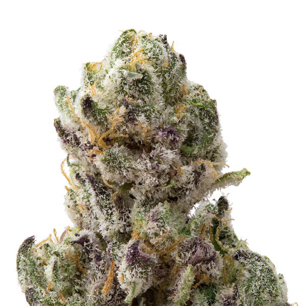 Venom OG Premium Indoor THCa Flower Ounce 