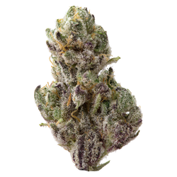 Venom OG Premium Indoor THCa Flower nug