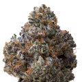 White Runtz x Cold Heat THCA Flower 